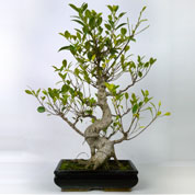 Bonsai Ficus retusa 8 anos